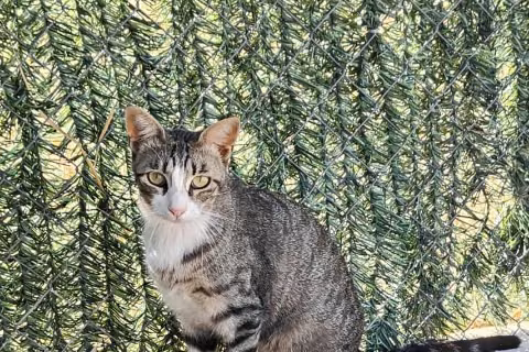 Repoliu / Guapetón, from the shelter's listing