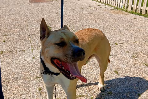 Nalo, from the shelter's listing