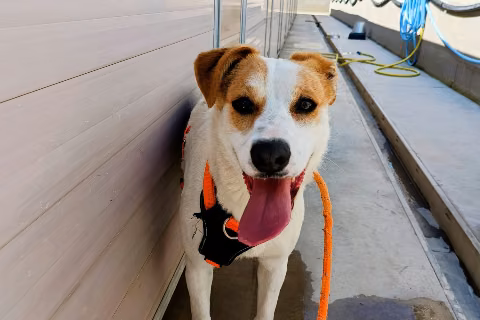 Cordelera, from the shelter's listing