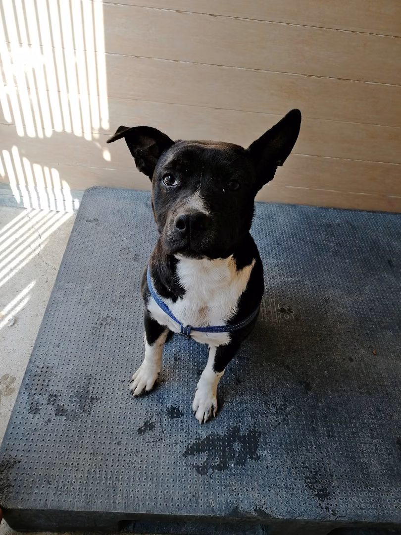 Flapy, from the shelter's listing