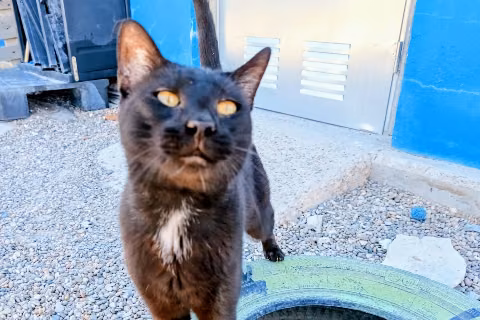 Tamarindo, from the shelter's listing
