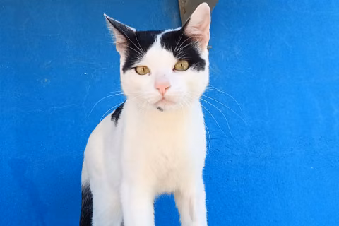 Jinu, from the shelter's listing