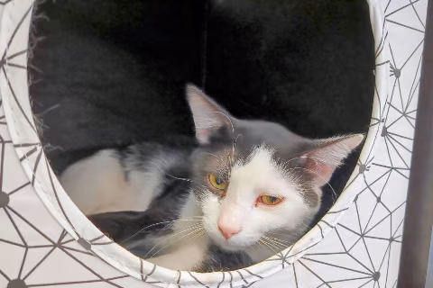 Almogavar, from the shelter's listing