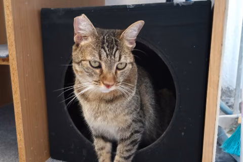 Cantora, from the shelter's listing