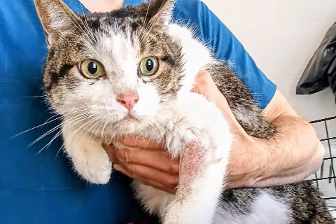 Cousteau, from the shelter's listing