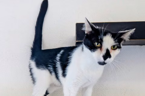 Iryo, from the shelter's listing