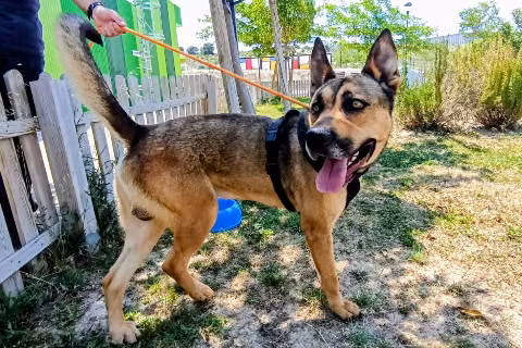 Chinchorero, from the shelter's listing