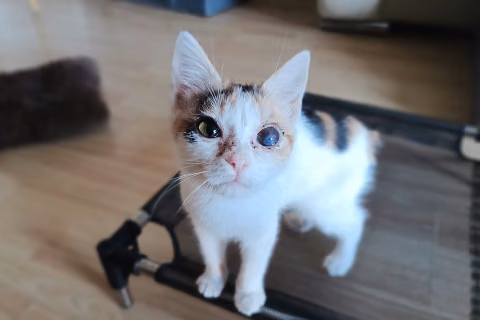 Franny Banana, from the shelter's listing