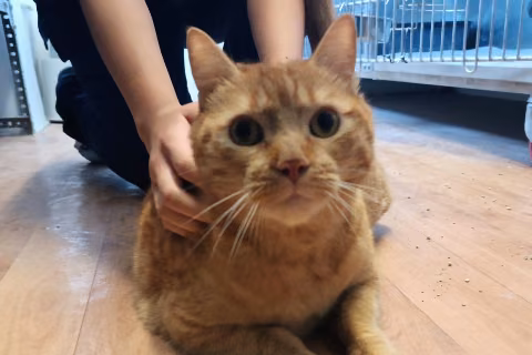 Simba, from the shelter's listing