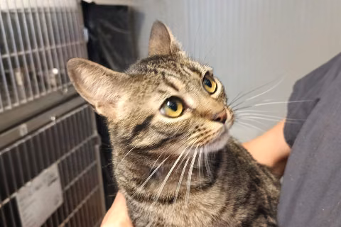 Gala, from the shelter's listing