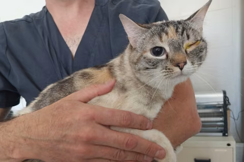 Luna, from the shelter's listing