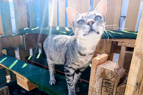 Jonai, from the shelter's listing