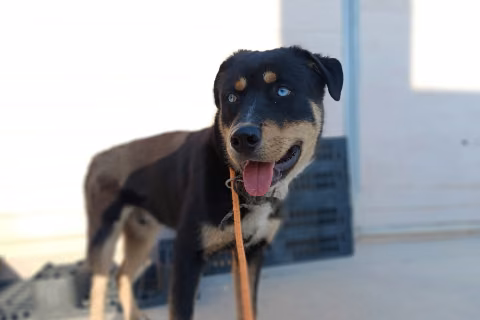 Ternasky, from the shelter's listing