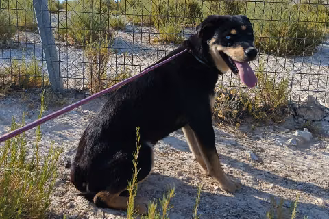 Cordersky, from the shelter's listing