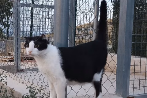 Sócrates, from the shelter's listing