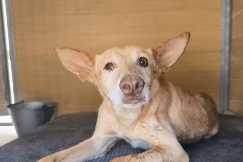 Treparriscos, from the shelter's listing