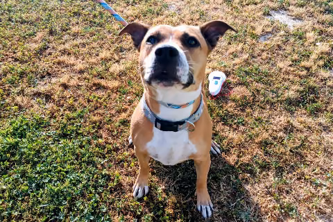 Lasagna, from the shelter's listing