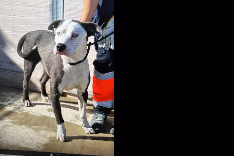 Rocky, from the shelter's listing