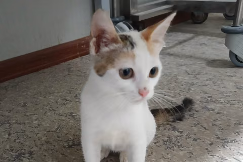 Anais Anais, from the shelter's listing