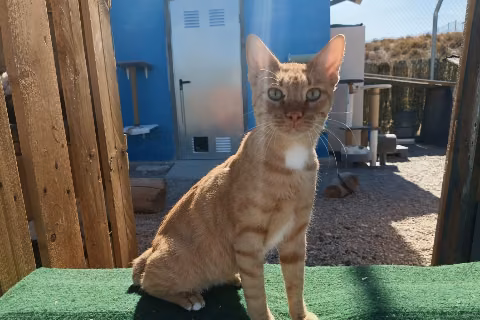 Mojo Picón, from the shelter's listing