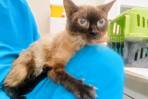 Mrs. Siam, from the shelter's listing