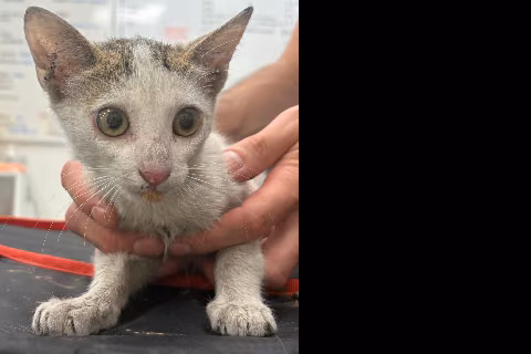 Michifresi, from the shelter's listing