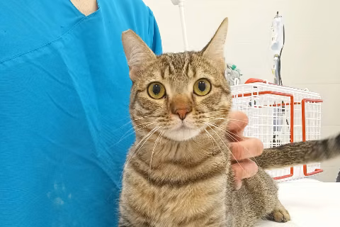 Mistral, from the shelter's listing