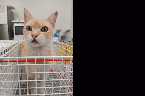 Peper, from the shelter's listing