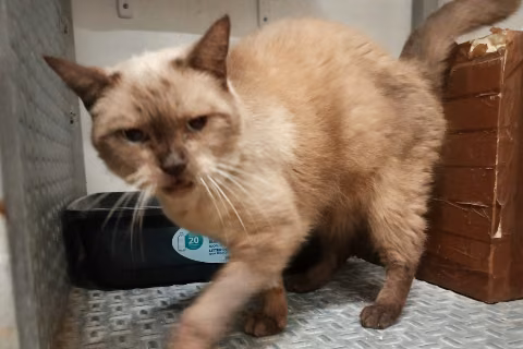 Kitty, from the shelter's listing