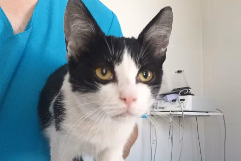 Cat Clooney, from the shelter's listing