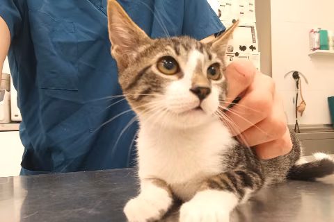 Monty, from the shelter's listing