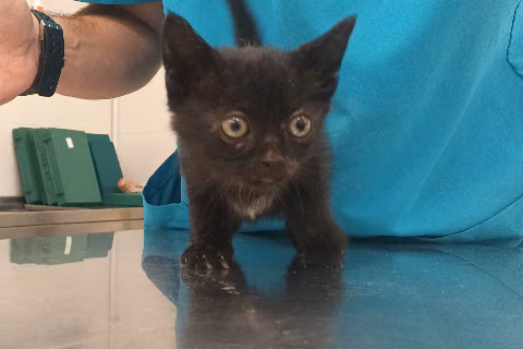 Cattison Ford, from the shelter's listing