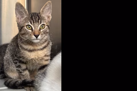 Edurmichi, from the shelter's listing