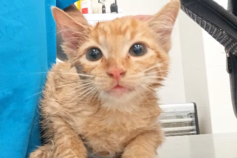 Zuckerberg, from the shelter's listing