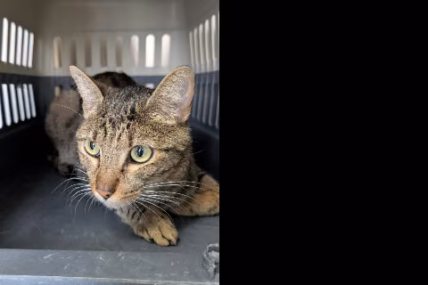 Chabi, from the shelter's listing