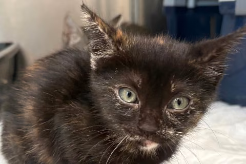 Gatali Portman, from the shelter's listing