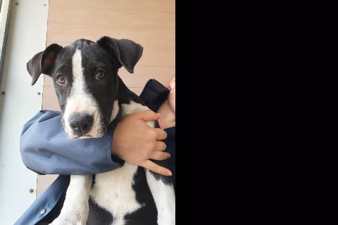 Cyndi Lauperri, from the shelter's listing