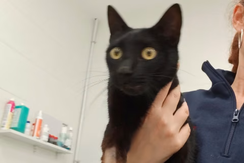 Amaretto, from the shelter's listing