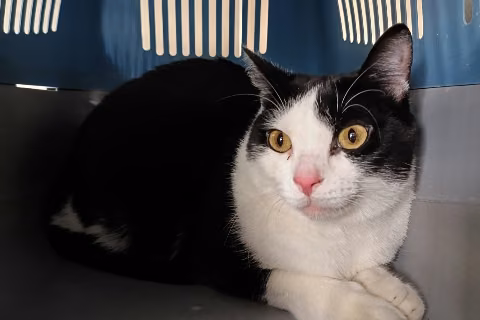 pastriz, from the shelter's listing