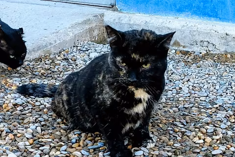 Madame Mistery, from the shelter's listing