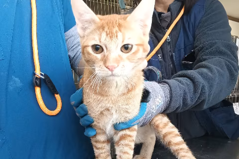 Ornitogato, from the shelter's listing