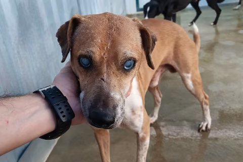 Bodiano, from the shelter's listing