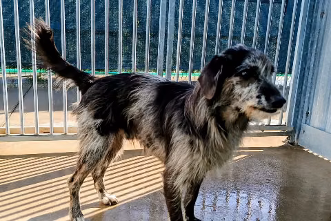 Panaque, from the shelter's listing