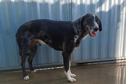 Gobio, from the shelter's listing
