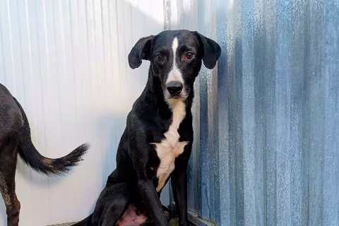 Budión, from the shelter's listing