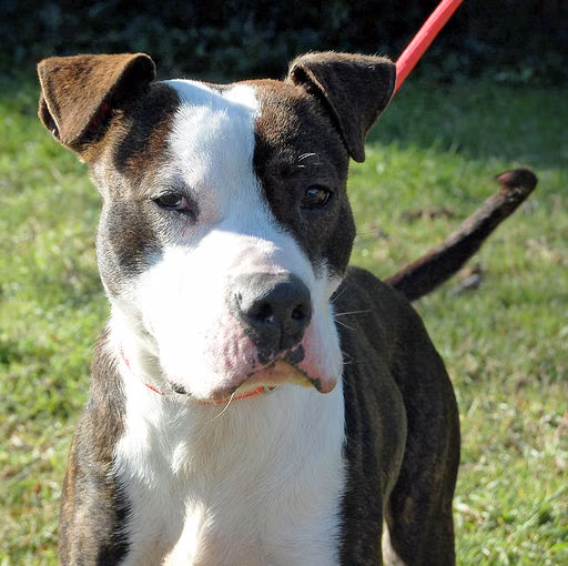 Vinni, from the shelter's listing