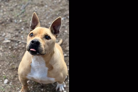 Chipiron, from the shelter's listing