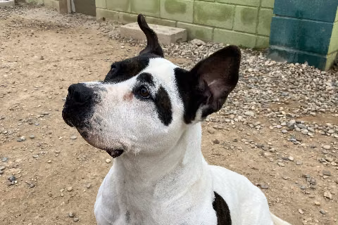 June, from the shelter's listing