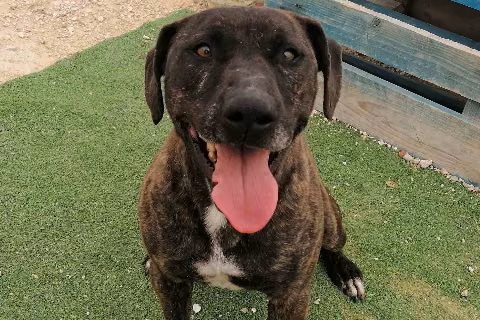 Ara, from the shelter's listing