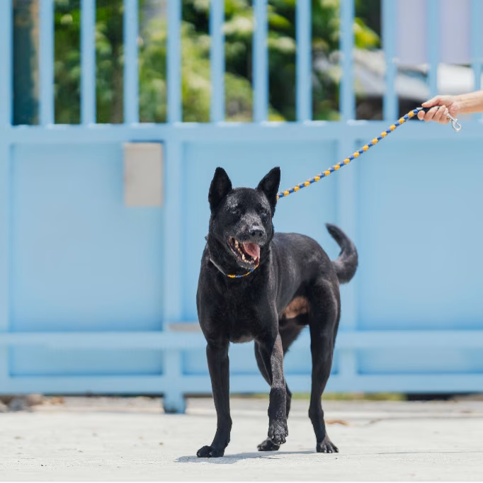 The dog, from the shelter's listing